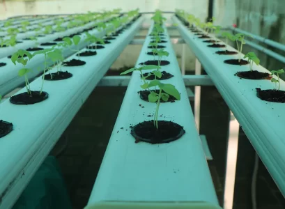 Hydroponic Farming and Its Impact on the Environment
