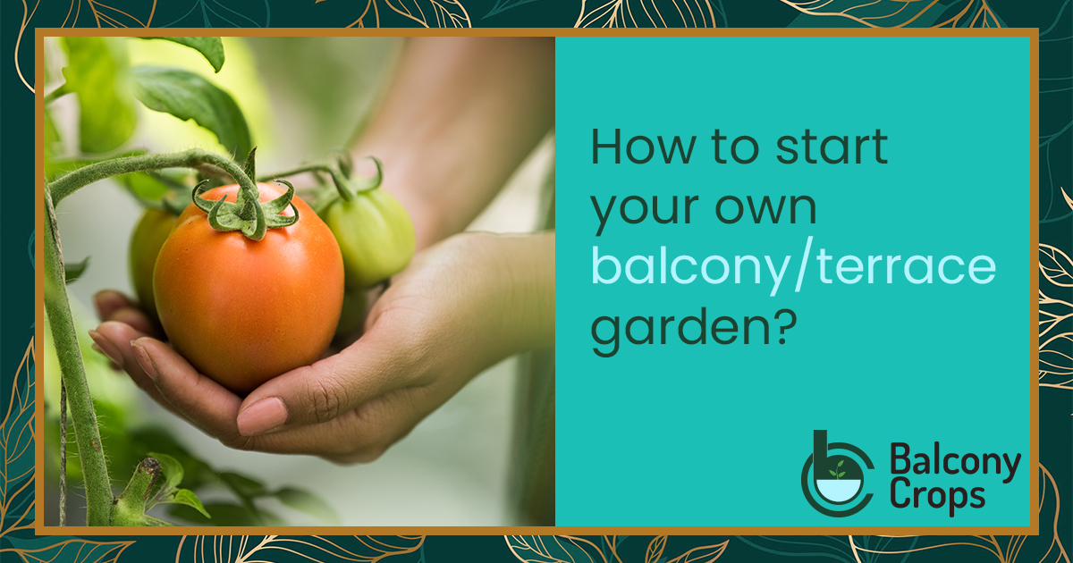 How to start balcony/terrace garden Balcony Crops
