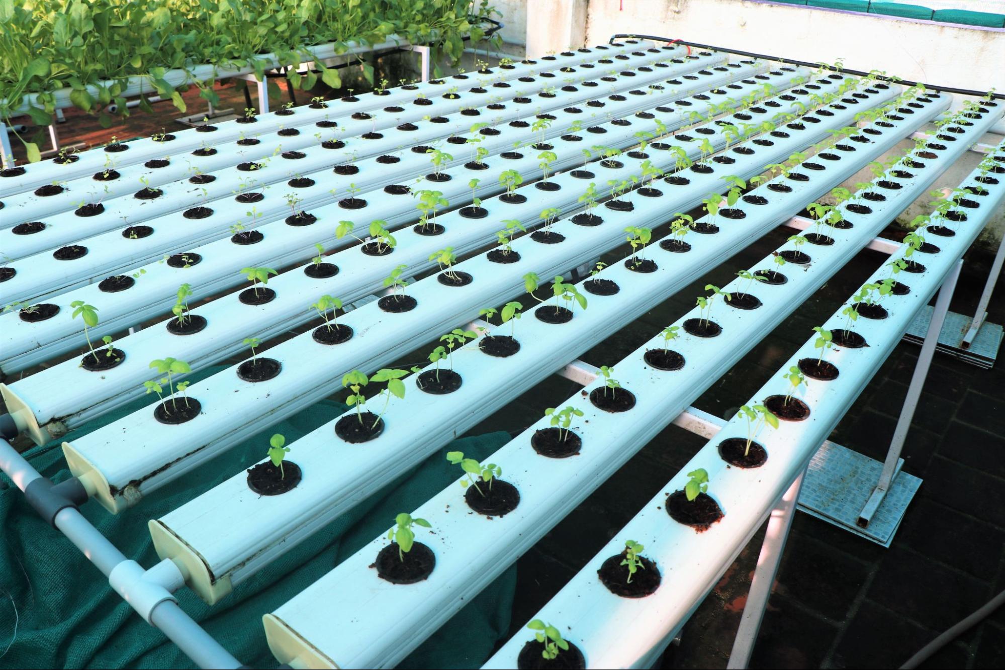 The Cost of Hydroponic Farming vs Traditional Agriculture - Balcony Crops