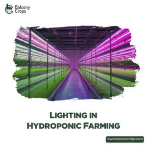 The Benefits of Hydroponic Farming: Why it’s the Future of Agriculture