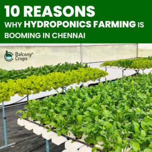 The Cost of Hydroponic Farming vs Traditional Agriculture