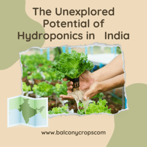 10 Reasons Why Hydroponics Farming Is Booming in Chennai