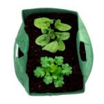 Organic Greens Grow Kit for Beginners