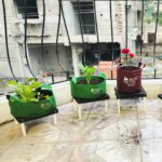 Organic_Balcony_Garden_Kit