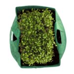 Organic Microgreens Grow Kit for Beginners