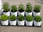 Soilless terrace gardening kit.jpg (1)